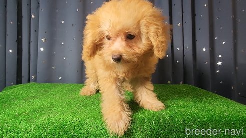 成約済の愛知県のポメプー:ポメラニアン×トイプードル-331653の7枚目