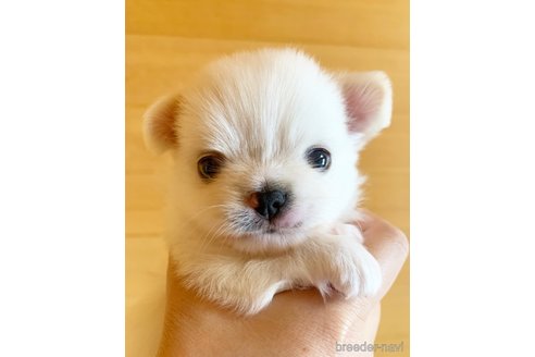 成約済の福岡県のチワワ(ロングコート)-339043の4枚目