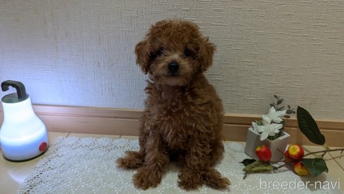 成約済の広島県のタイニープードル-325925の44枚目