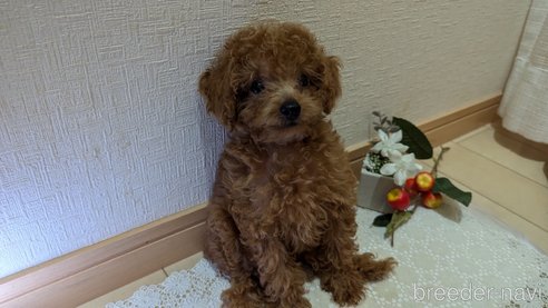成約済の広島県のタイニープードル-325925の41枚目