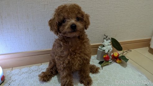 成約済の広島県のタイニープードル-325925の42枚目