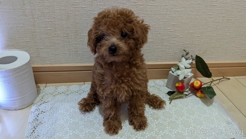 成約済の広島県のタイニープードル-325925の39枚目