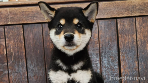 成約済のの柴犬-341411