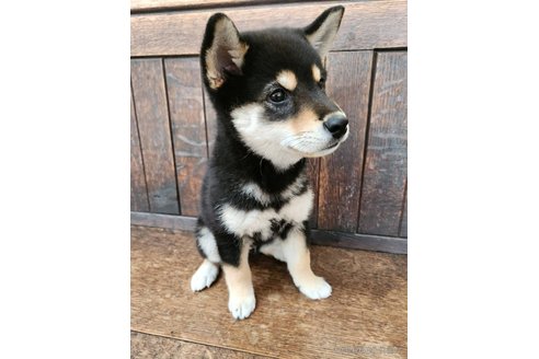 成約済の大阪府の柴犬-341411の3枚目