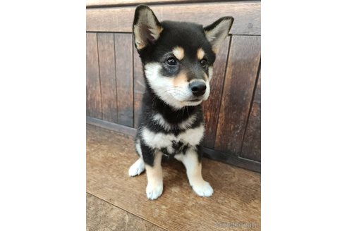 成約済の大阪府の柴犬-341411の4枚目
