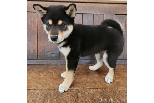 成約済の大阪府の柴犬-341411の5枚目