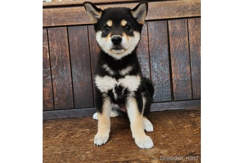成約済の大阪府の柴犬-341411の2枚目