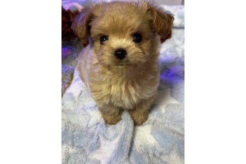 成約済の京都府のミックス犬-341416の1枚目