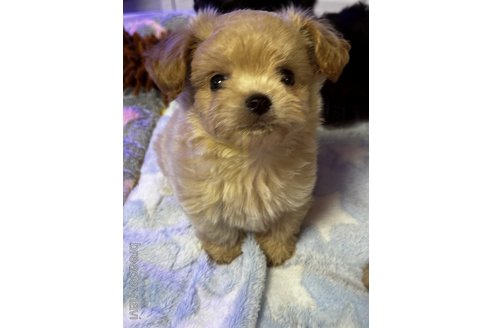 成約済の京都府のミックス犬-341416の4枚目