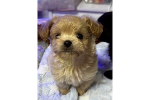 成約済の京都府のミックス犬-341416の2枚目