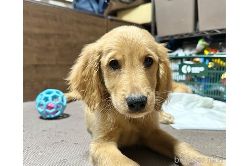 成約済の東京都のミックス犬-325714の1枚目