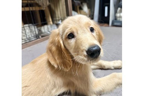 成約済ののミックス犬-324999