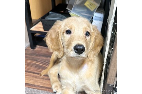 成約済の東京都のミックス犬-329349の1枚目