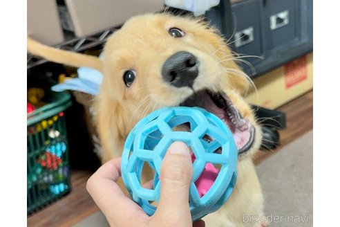 成約済の東京都のミックス犬-325000