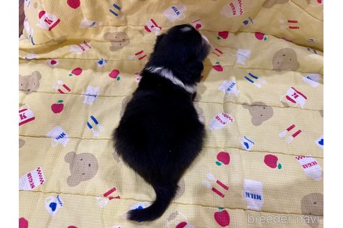 成約済の長野県のボーダーコリー-341427の3枚目