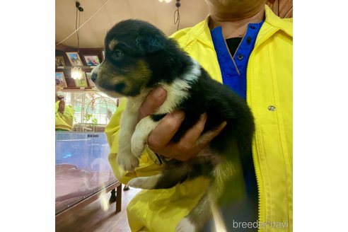 成約済の長野県のボーダーコリー-341427の5枚目