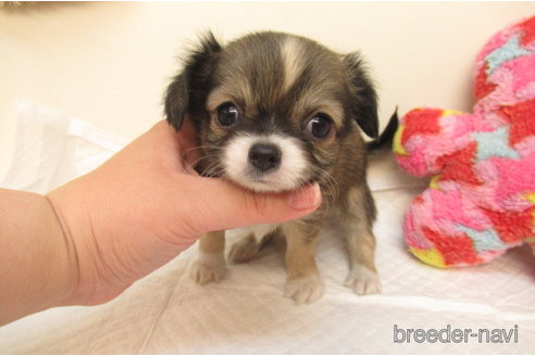 大阪府のチワワ(ロングコート)｜男の子・2024/08/20生まれ・レッド