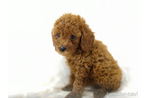 成約済の三重県のトイプードル-341489の1枚目