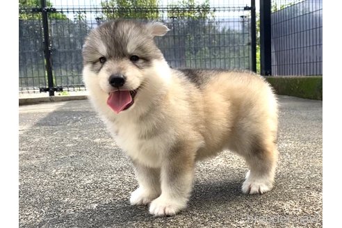 成約済の香川県のシベリアンハスキー-341490の2枚目