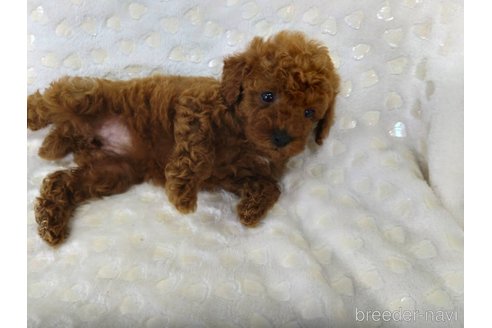 成約済の三重県のタイニープードル-341492の8枚目