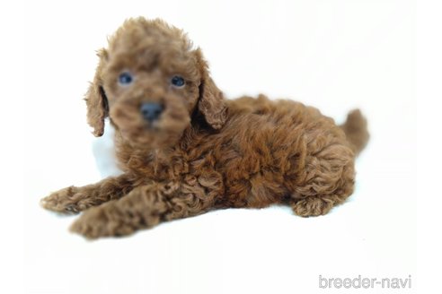 成約済の三重県のタイニープードル-341497の4枚目