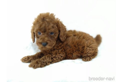 成約済の三重県のタイニープードル-341497の2枚目