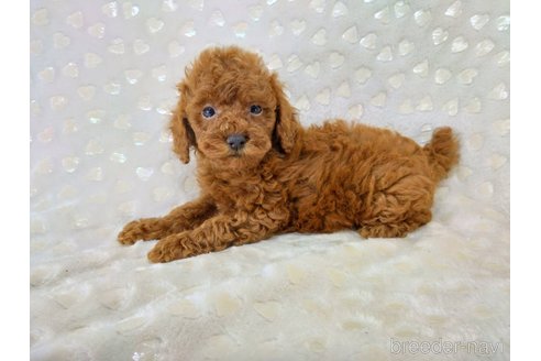 成約済の三重県のタイニープードル-341497の3枚目