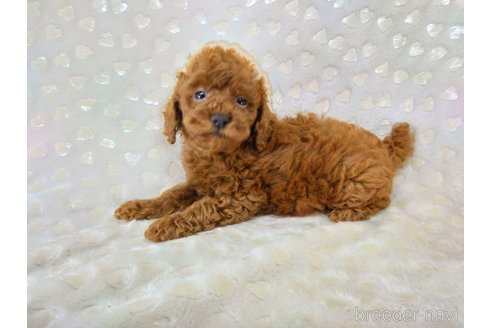 成約済の三重県のタイニープードル-341497の1枚目