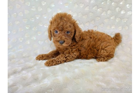 成約済の三重県のタイニープードル-341497の5枚目