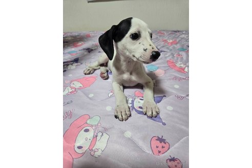 成約済の大阪府のミックス犬-341506の1枚目