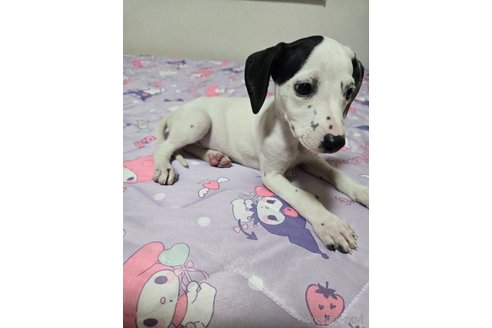 成約済の大阪府のミックス犬-341506の2枚目