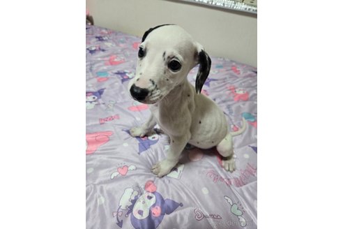 成約済の大阪府のミックス犬-341506の3枚目
