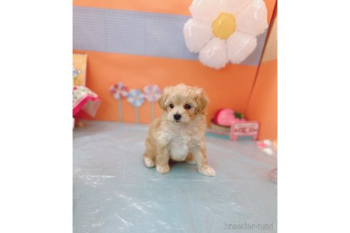成約済の福岡県のマルプー:マルチーズ×トイプードル-341499の4枚目