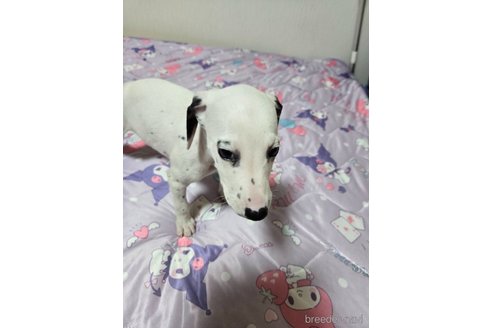 成約済の大阪府のミックス犬-341507の3枚目