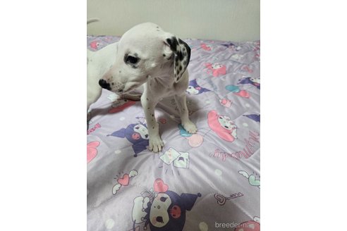 成約済の大阪府のミックス犬-341507の4枚目