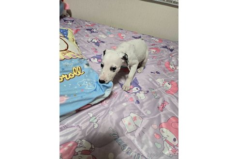成約済の大阪府のミックス犬-341507の5枚目