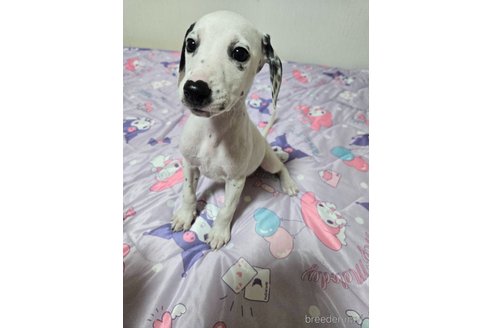 成約済の大阪府のミックス犬-341507の1枚目