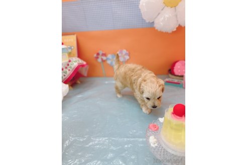 成約済の福岡県のマルプー:マルチーズ×トイプードル-341500の2枚目