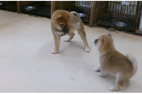 成約済の佐賀県の豆柴-339170の3枚目