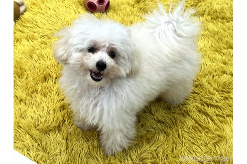 成約済の愛知県のティーカッププードル-315271の4枚目