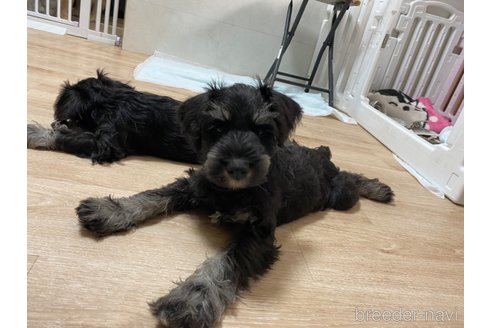 成約済の岡山県のミニチュアシュナウザー-341560の2枚目