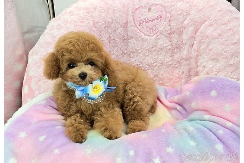 成約済の沖縄県のタイニープードル-328120の4枚目
