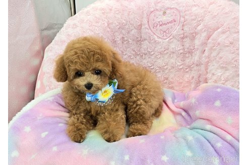 成約済の沖縄県のタイニープードル-328120の3枚目