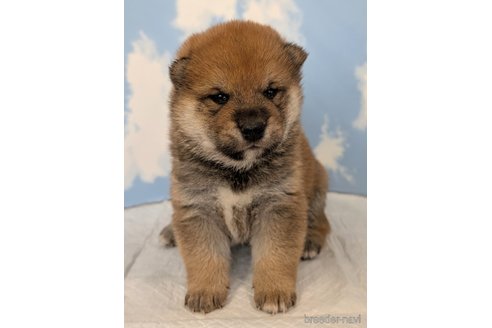 成約済の静岡県の柴犬-341591の1枚目