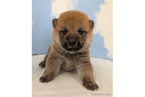 成約済の静岡県の柴犬-341592の2枚目