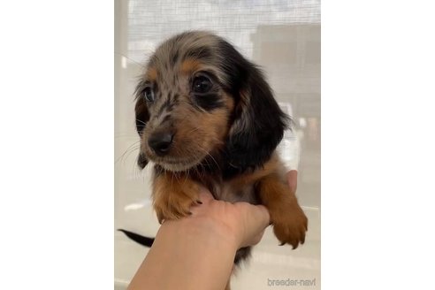成約済の福岡県のカニンヘンダックスフンド(ロングヘアード)-341614の5枚目