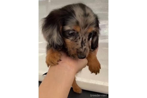 成約済の福岡県のカニンヘンダックスフンド(ロングヘアード)-341614の6枚目