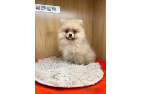 成約済の愛知県のポメラニアン-341615の1枚目
