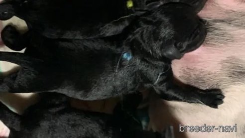 成約済の熊本県のミックス犬-341622の11枚目