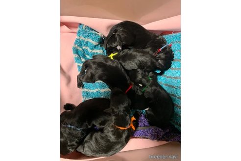 成約済の熊本県のミックス犬-341622の13枚目